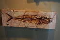I Fossili di Bolca_30